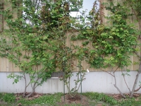 つるバラのRoseORIが開花！