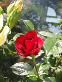 つるバラのRoseORIが開花！