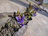 紫色のかわいいスミレ