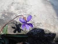 紫色のかわいいスミレ