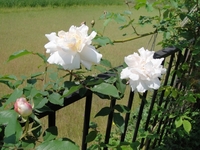 可憐なマダム・アルフレッド・カリエール