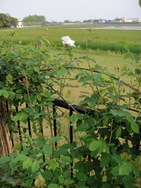 可憐なマダム・アルフレッド・カリエール