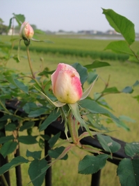 可憐なマダム・アルフレッド・カリエール