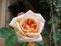 満開のアルケミスト