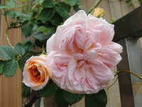 満開のアルケミスト