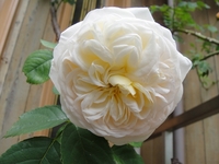 満開のアルケミスト