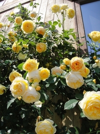 グラハムトーマスが見ごろです