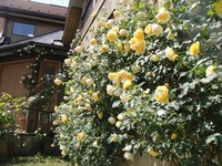 グラハムトーマスが見ごろです