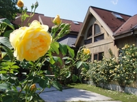 グラハムトーマスが見ごろです