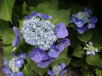 美しい3種のアジサイ