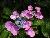 美しい3種のアジサイ