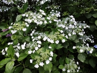 美しい3種のアジサイ