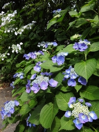 美しい3種のアジサイ