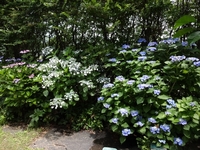 美しい3種のアジサイ