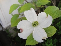 咲き誇るハナミズキ