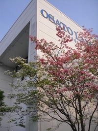 咲き誇るハナミズキ