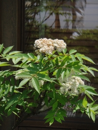 満開のナナカマド