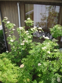 満開のナナカマド