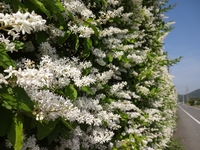 圧巻のプリペットの花