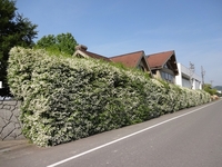 圧巻のプリペットの花