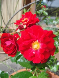 満開のレッドリボン