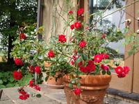 満開のレッドリボン