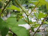 かわいいブドウの花芽