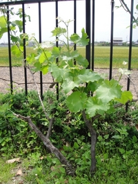 かわいいブドウの花芽