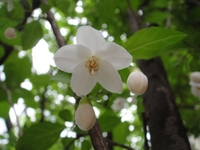 風になびくエゴの花