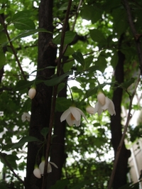 風になびくエゴの花