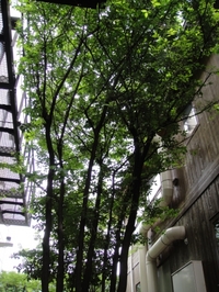 風になびくエゴの花