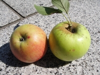 美味しいリンゴ