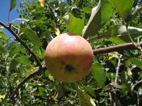 美味しいリンゴ