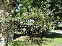 美味しいリンゴ