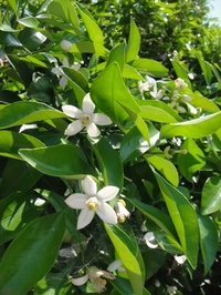 甘い香りの夏みかんの花
