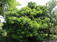 甘い香りの夏みかんの花