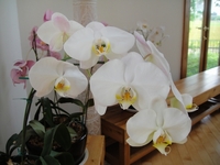 見事に咲いた胡蝶蘭