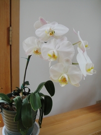 見事に咲いた胡蝶蘭