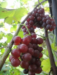 美しく色づいたブドウ