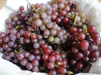 美しく色づいたブドウ