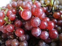 美しく色づいたブドウ