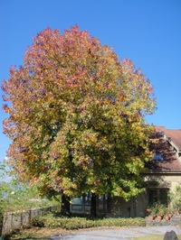 メープルの紅葉