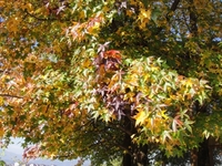 メープルの紅葉