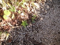 春を見つけました