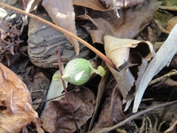 春を見つけました