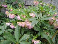 クリスマスローズがほぼ満開