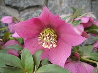 クリスマスローズがほぼ満開