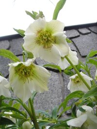 クリスマスローズがほぼ満開