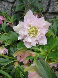 クリスマスローズがほぼ満開