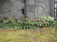 クリスマスローズがほぼ満開